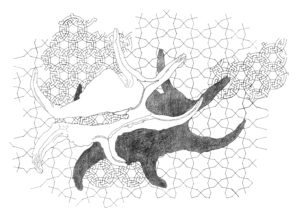 Lambis chiragra, 2009