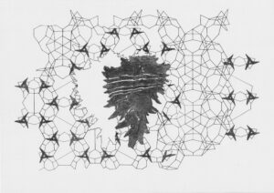 Murex negritus, 2009