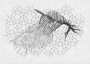 Zwei Venuskämme, 2009